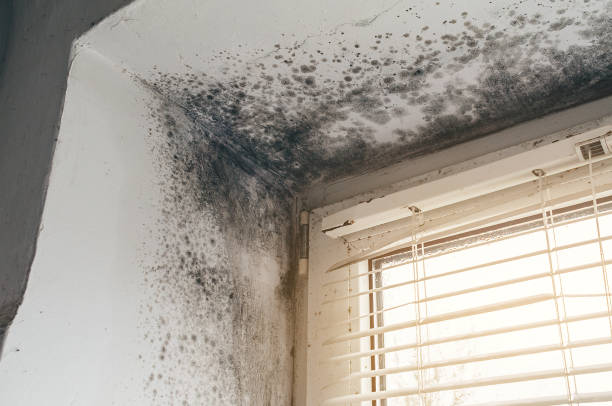 Affordable Mold Remediation solutions in Mears, VA